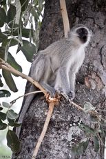 Grüne Meerkatzen (7 von 67).jpg